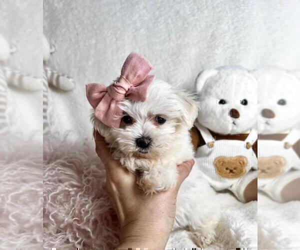 Medium Photo #5 Maltese Puppy For Sale in DACULA, GA, USA