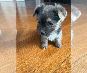 Yorkie-Apso Puppy for sale in PAWTUCKET, RI, USA