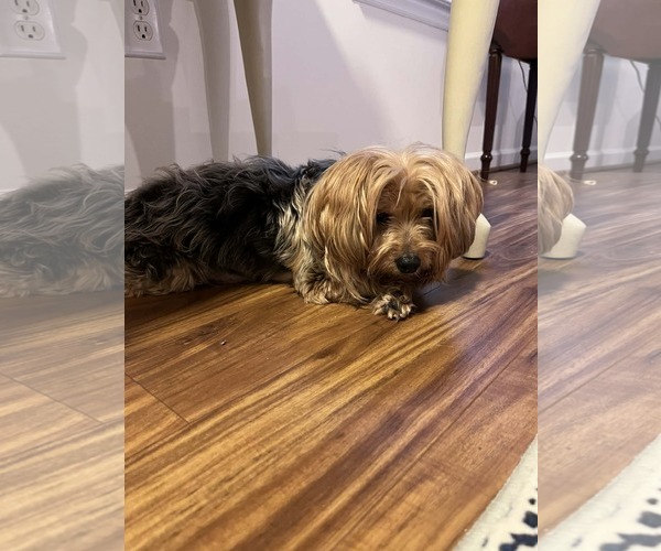 Medium Photo #1 Mutt Puppy For Sale in Holly Springs, NC, USA