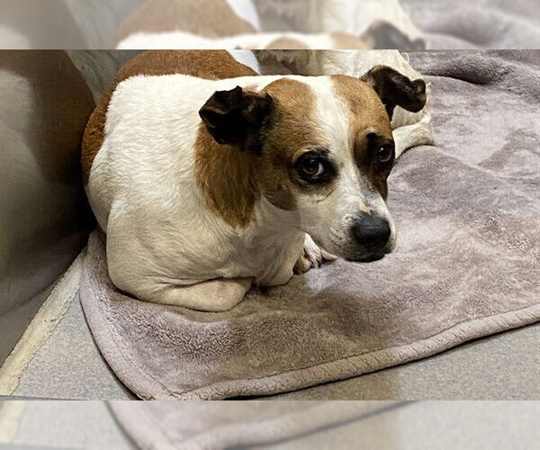 Medium Photo #1 Parson Russell Terrier-Unknown Mix Puppy For Sale in Modesto, CA, USA