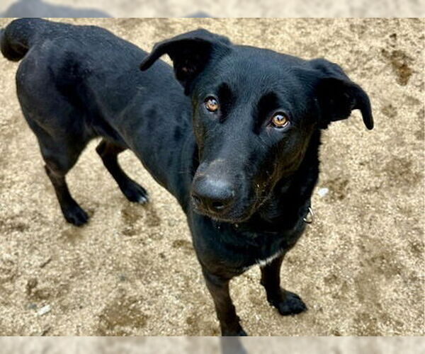 Medium Photo #3 Labrador Retriever Puppy For Sale in Martinez, CA, USA