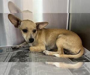 Chihuahua Dogs for adoption in San Antonio, TX, USA