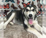 Small Siberian Husky Mix