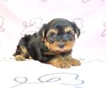Small Photo #17 Yorkshire Terrier Puppy For Sale in LAS VEGAS, NV, USA
