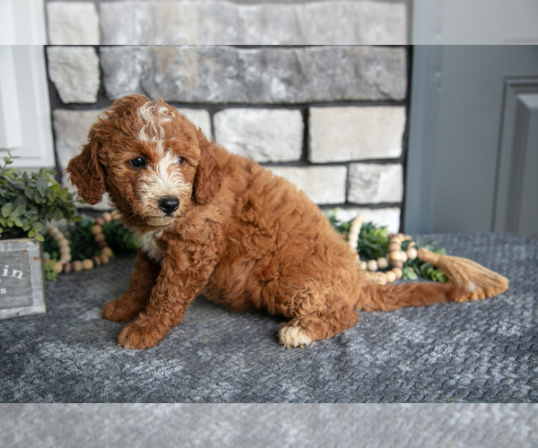 Medium Photo #2 Goldendoodle (Miniature) Puppy For Sale in HOLMESVILLE, OH, USA