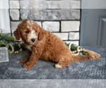 Small #1 Goldendoodle (Miniature)