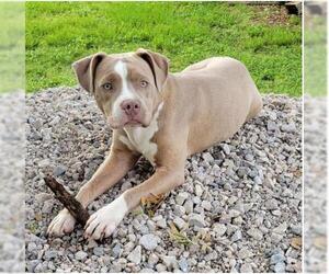 American Pit Bull Terrier Dogs for adoption in Rosenberg, TX, USA