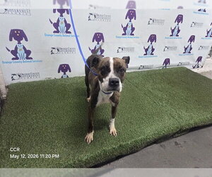 Mutt Dogs for adoption in Orlando, FL, USA