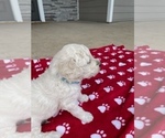 Small Photo #1 Goldendoodle Puppy For Sale in IDABEL, OK, USA