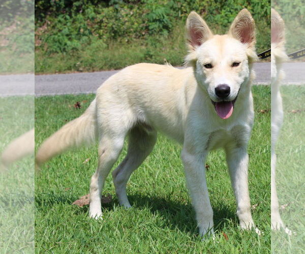 Medium Photo #3 Huskies -Unknown Mix Puppy For Sale in Prattville, AL, USA