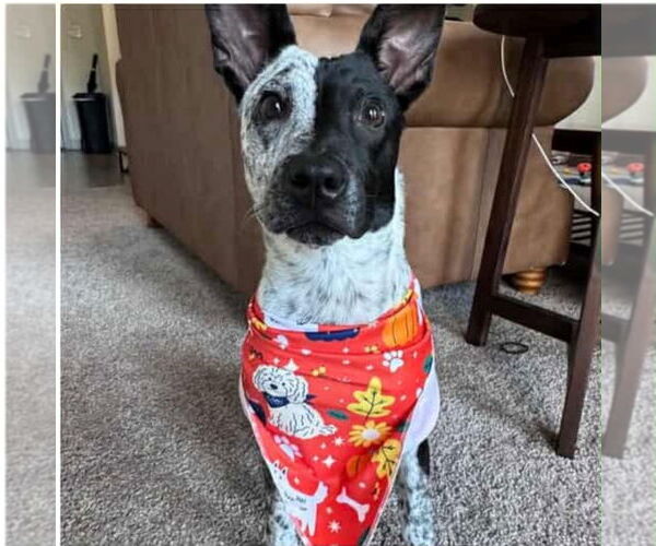 Medium Photo #4 Mutt Puppy For Sale in Canton, CT, USA