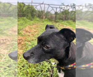 Zoe - Female Chihuahua-Unknown Mix Dog for Adoption - Photo #3