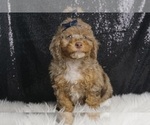 Puppy Chetsnut AKC Poodle (Toy)