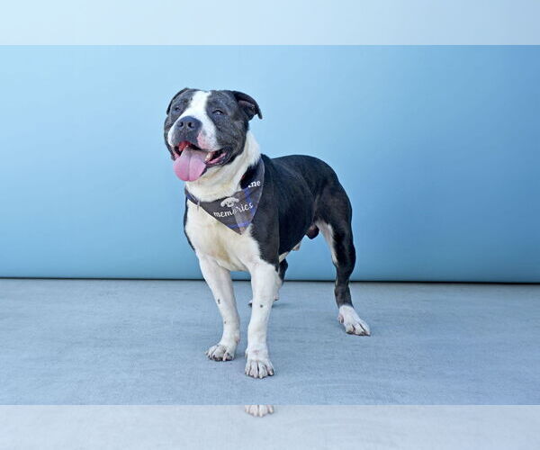 Medium Photo #2 American Pit Bull Terrier Puppy For Sale in Pasadena, CA, USA