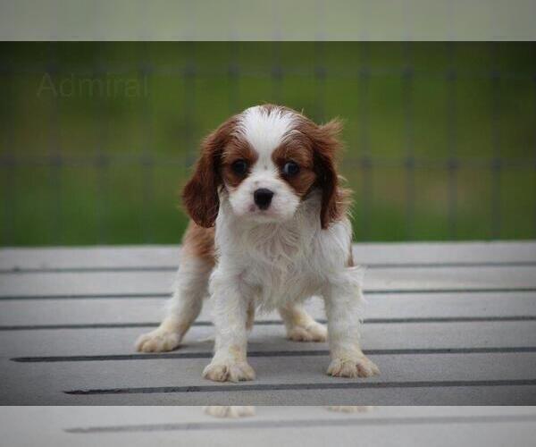 Medium Photo #3 Cavalier King Charles Spaniel Puppy For Sale in BLUFORD, IL, USA