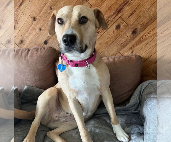 Medium Photo #3 Mutt Puppy For Sale in Fargo, ND, USA