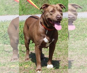 American Pit Bull Terrier-Chocolate Labrador retriever Mix Dogs for adoption in Prattville, AL, USA