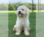 Small #1 Poodle (Miniature) Mix