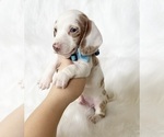 Image preview for Ad Listing. Nickname: AKC Dallas