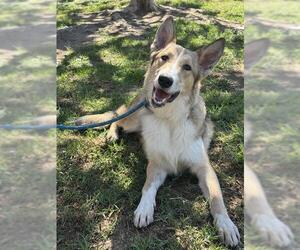 Border Collie-Unknown Mix Dogs for adoption in Riverside, CA, USA