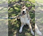 BEAR - Male Border Collie-Unknown Mix Dog for Adoption - Small photo