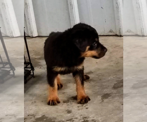 Medium Photo #47 Rottweiler Puppy For Sale in RIEGELWOOD, NC, USA