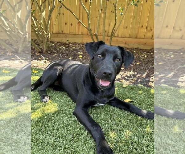 Medium Photo #1 Mutt Puppy For Sale in Hilton Head, SC, USA