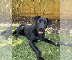 Mutt Dogs for adoption in Hilton Head, SC, USA