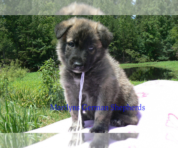 Medium Photo #1 German Shepherd Dog Puppy For Sale in PIEDMONT, MO, USA