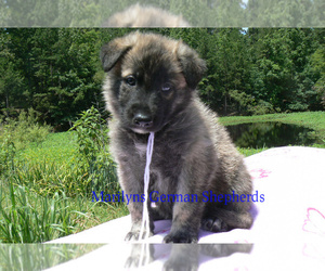 German Shepherd Dog Puppy for sale in PIEDMONT, MO, USA