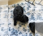 Small Photo #5 Poodle (Toy) Puppy For Sale in MURFREESBORO, TN, USA