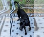 Small Photo #4 Labrador Retriever-Spaniel Mix Puppy For Sale in Coventry, CT, USA