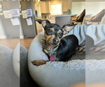 Small #2 Miniature Pinscher Mix
