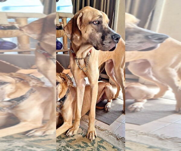 Medium Photo #7 Great Dane Puppy For Sale in Bullard, TX, USA
