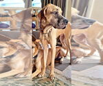 Small #6 Great Dane