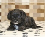 Small #1 Cavapoo (Miniature)