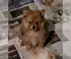 Pomeranian Puppy for sale in SPOTSYLVANIA, VA, USA