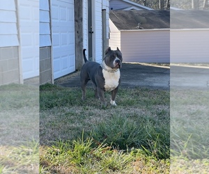 American Bully Puppy for sale in MORROW, GA, USA