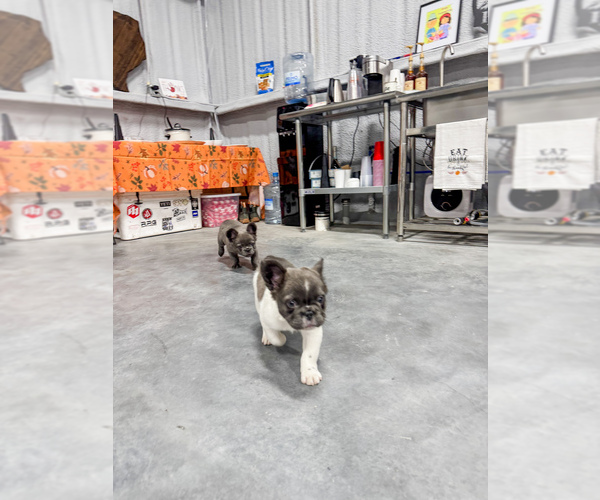 Medium Photo #13 French Bulldog Puppy For Sale in MIDLAND, TX, USA