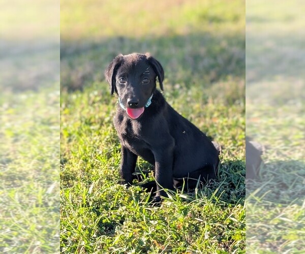 Medium Photo #1 Labrador Retriever Puppy For Sale in SEALY, TX, USA