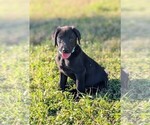 Small Labrador Retriever
