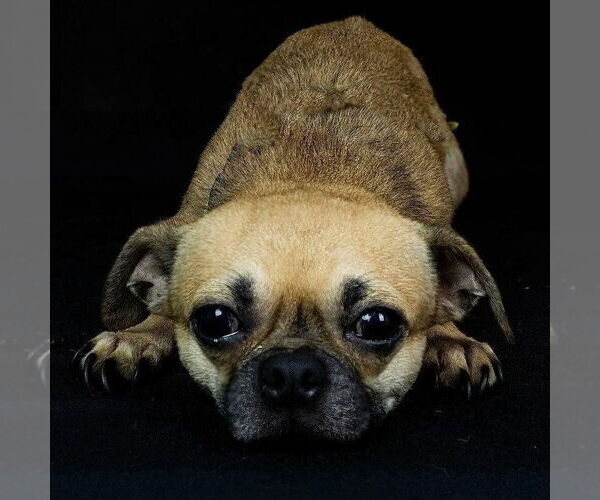 Medium Photo #1 Chug Puppy For Sale in Chico, CA, USA