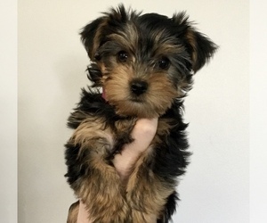 Yorkshire Terrier Puppy for sale in NORTH AURORA, IL, USA