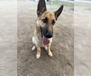 German Shepherd Dog Dogs for adoption in Orange, CA, USA