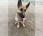 Small German Shepherd Dog