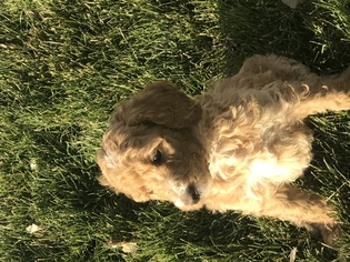 Poodle (Standard) Puppy for sale in PUEBLO, CO, USA