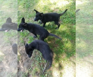 German Shepherd Dog Puppy for sale in DORCHESTER, NH, USA