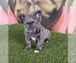 Small Photo #17 French Bulldog Puppy For Sale in BALBOA, CA, USA
