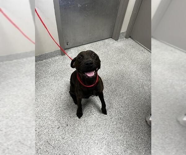 Medium Photo #1 Boxador Puppy For Sale in Pasadena, TX, USA