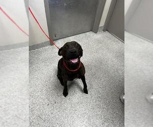 Boxador Dogs for adoption in Pasadena, TX, USA